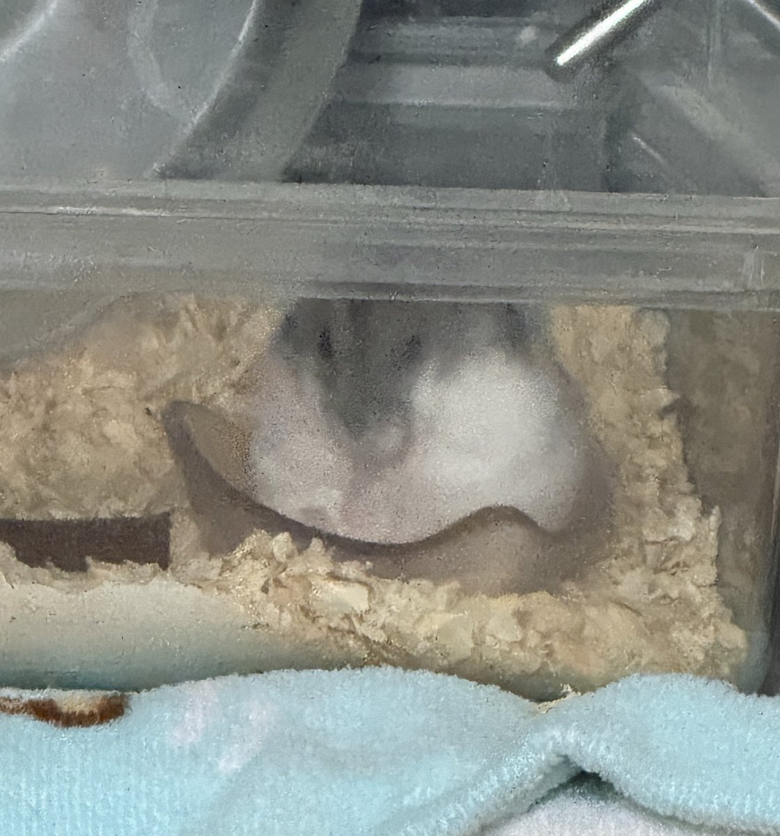 Cv3Fp's tweet image. ちぎりパン