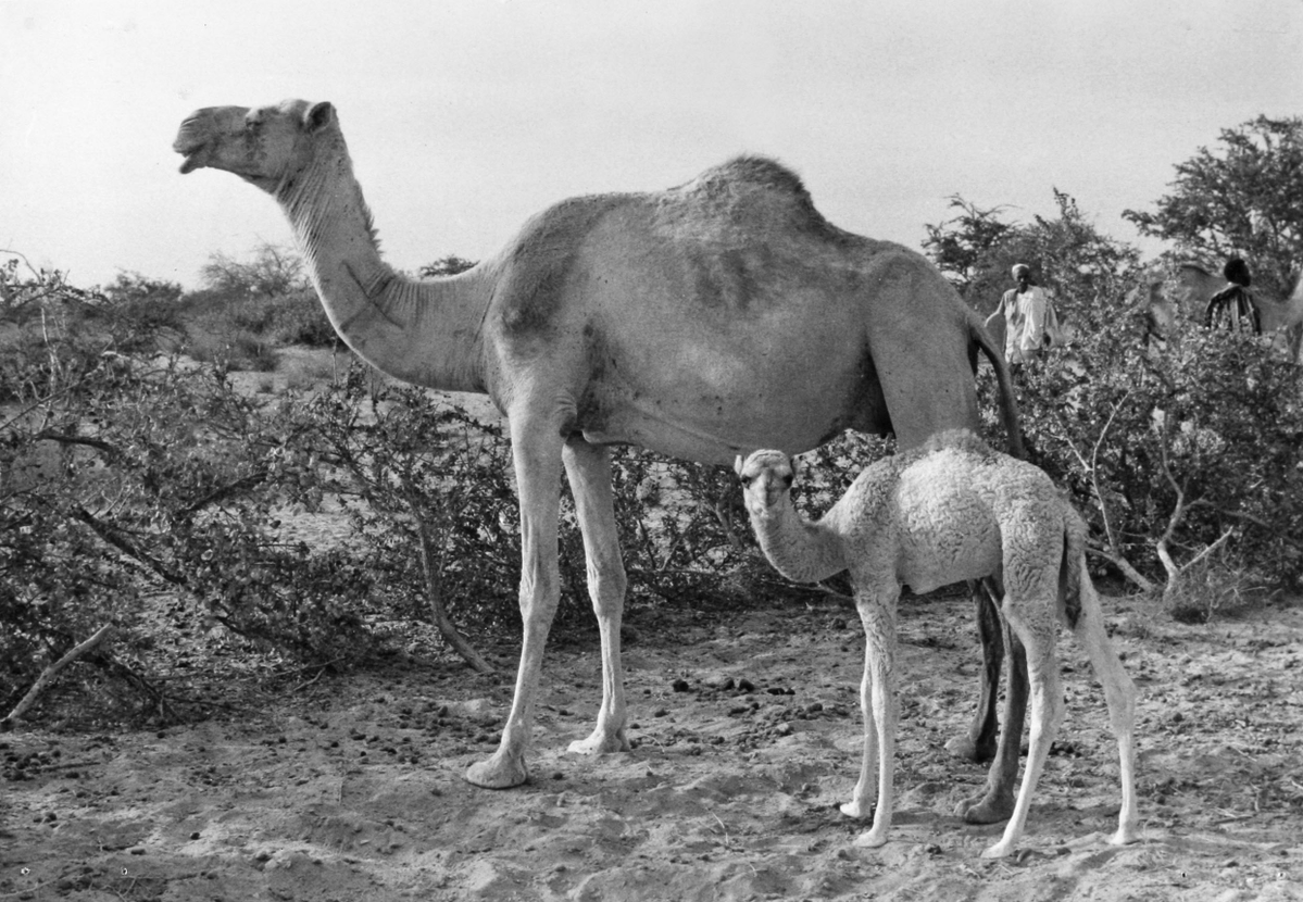 البـربـراوي tweet media