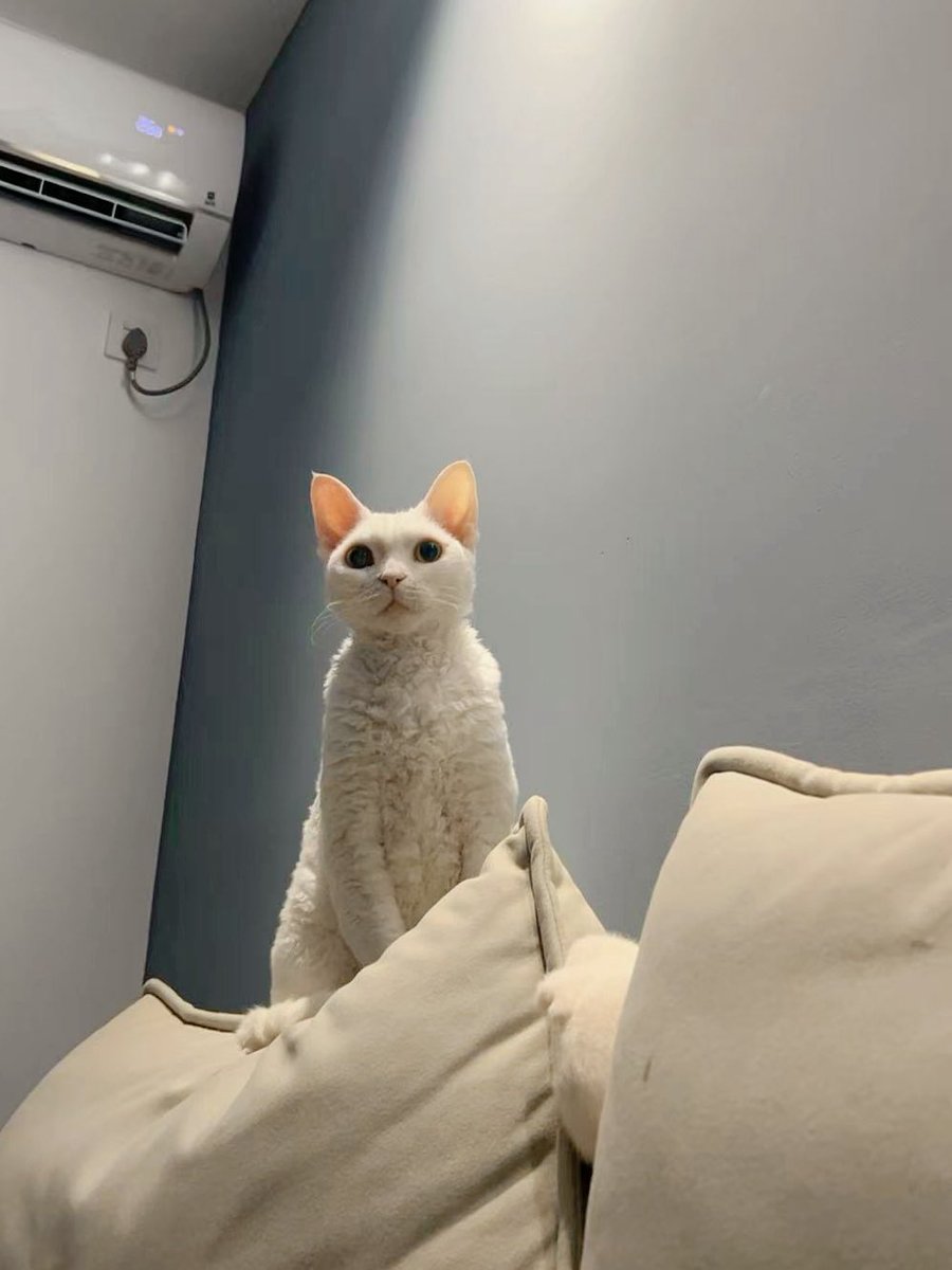 yol11492302's tweet photo. Shaun claimed the high ground! Standing tall on the warm sofa back. A purrfect spot. ๐ผโ๏ธ #CatLife #DevonRex https://t.co/LzlmrGxCeb