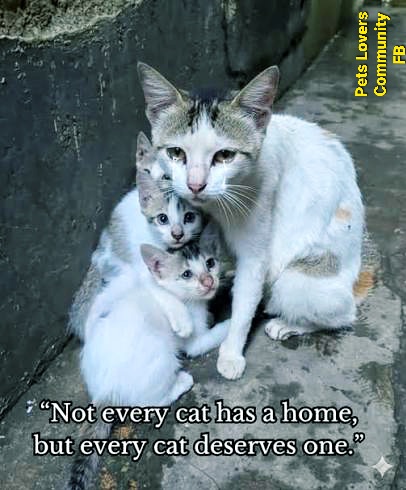 🌻Samson Cat🐱 (@meowmiya88) on Twitter photo 