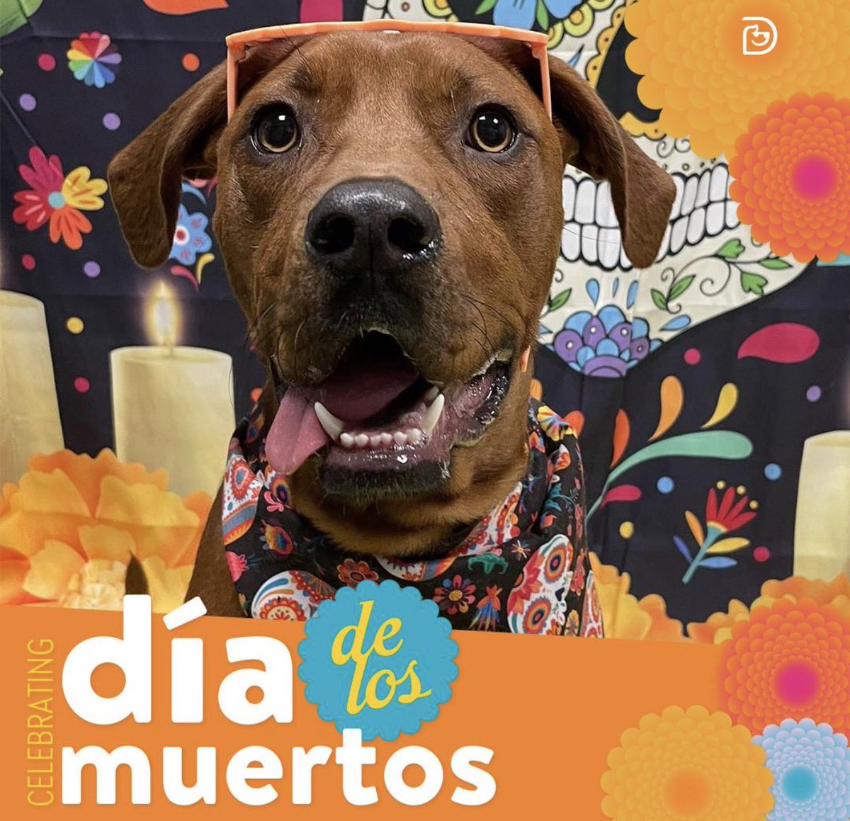 🕯🐾 Día de los Muertos: Honoring Our Beloved Pets 🌼💛

Today we celebrate Día de los Muertos, a beautiful tradition that honors the lives and memories of those who have crossed the rainbow bridge. 🌈🐶 Create a special altar for your dearly departed dog. theguidemexico.mx/day-of-the-dea…