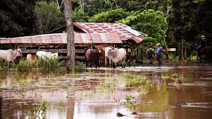 amdigitalhgo's tweet image. 𝙏𝙊𝙍𝙈𝙀𝙉𝙏𝘼𝙎 𝘼𝙃𝙊𝙂𝘼𝙍𝙊𝙉 𝘾𝘼𝘽𝙀𝙕𝘼𝙎 𝘿𝙀 𝙂𝘼𝙉𝘼𝘿𝙊 𝙀𝙉 𝙃𝙄𝘿𝘼𝙇𝙂𝙊: ¿𝙎𝙐𝘽𝙀 𝙇𝘼 𝘾𝘼𝙍𝙉𝙀?
• Durante el temporal que se produjo a partir del 6 de octubre, cuando no dejó de llover durante varios días, se perdieron cabezas de ganado vacuno…