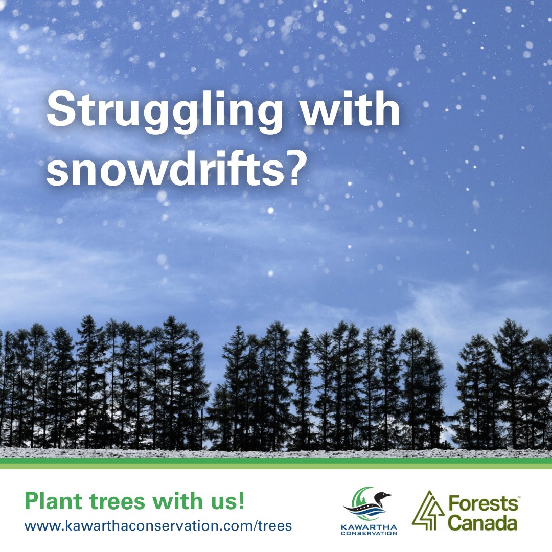 Planting trees for windbreak helps to keep your roadways clear.🛣️

Have questions about tree planting? Send an email to our Stewardship Coordinator, Danielle Marcoux-Hunter at dmarcouxhunter@kawarthaconservation.com to get started today.