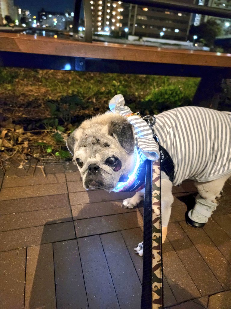 ブランコとパグ セール】【FREDRIK PACKERS】≪別注≫BLOOM SHOULDER ECO LEATHER