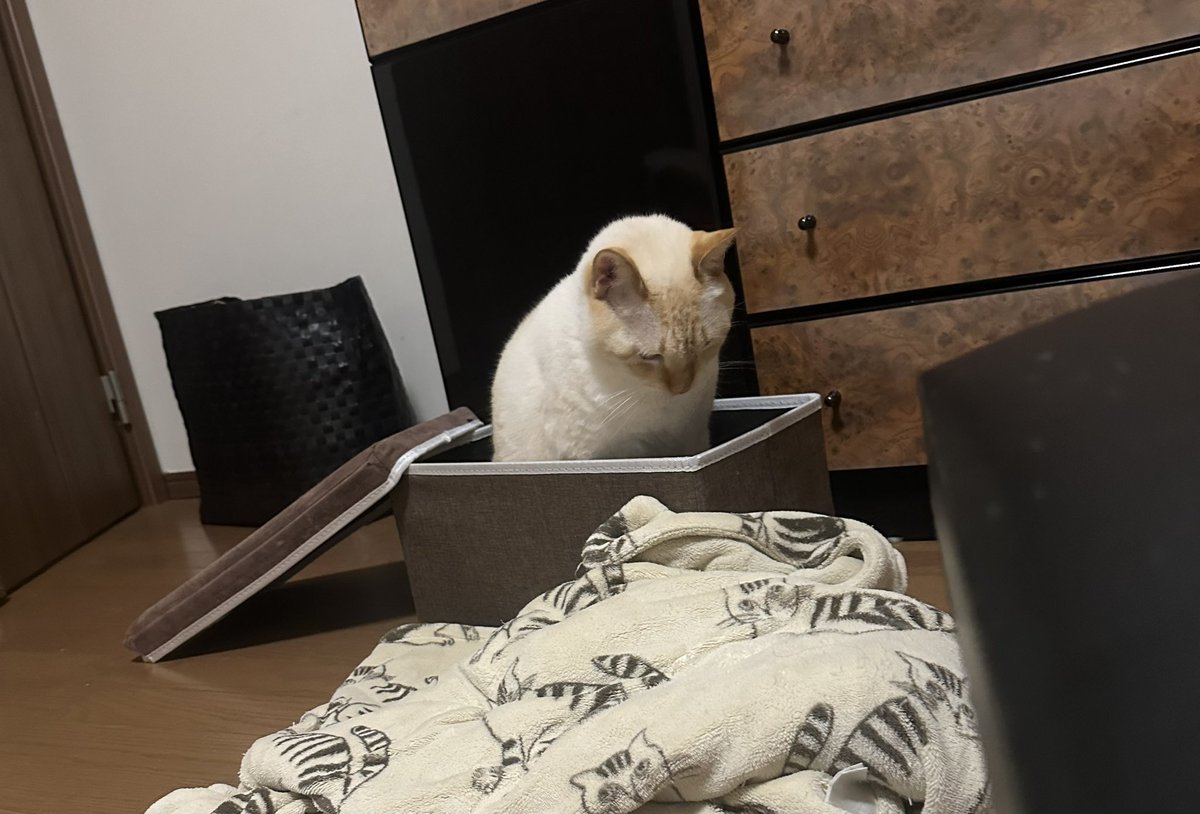 Puchinya® (@punanko) / Posts / X