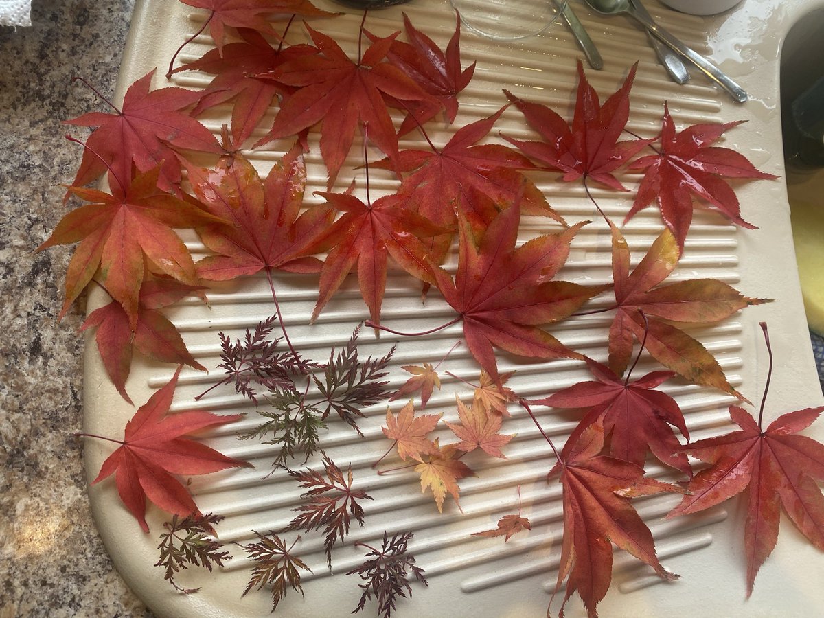 Sue Mayor tweet media