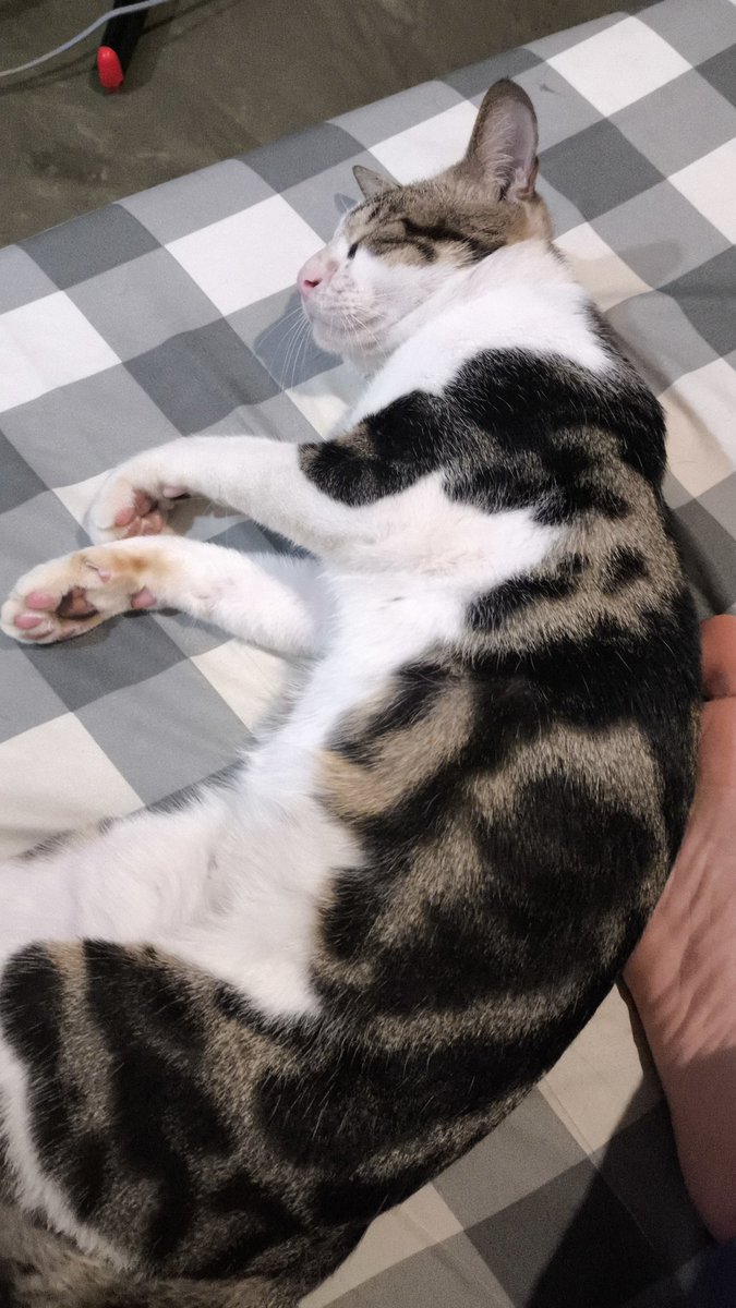 mightymorphinns's tweet photo. Di jalan arah kos ngeliat ada kucing dikurung gini, ngeong2 kenceng. Karena kasihan, jadi gue tebus aja. Tapi di rumah gue udah banyak kucing dan di kos pun kamarnya ga luas. Kalau ada yang mau adopsi bisa dm yaa. Gratis, tinggal ambil di pasar minggu, jakarta selatan https://t.co/a4MeU5gwNd