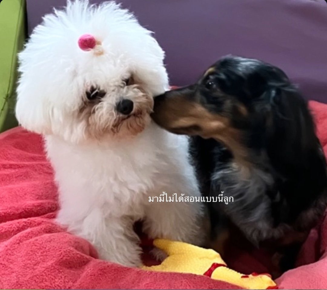 laurhws's tweet photo. esse fluffy é igual a mae dele e ela tem a pachorra de falar que não ensinou isso https://t.co/Z24pghvIgd