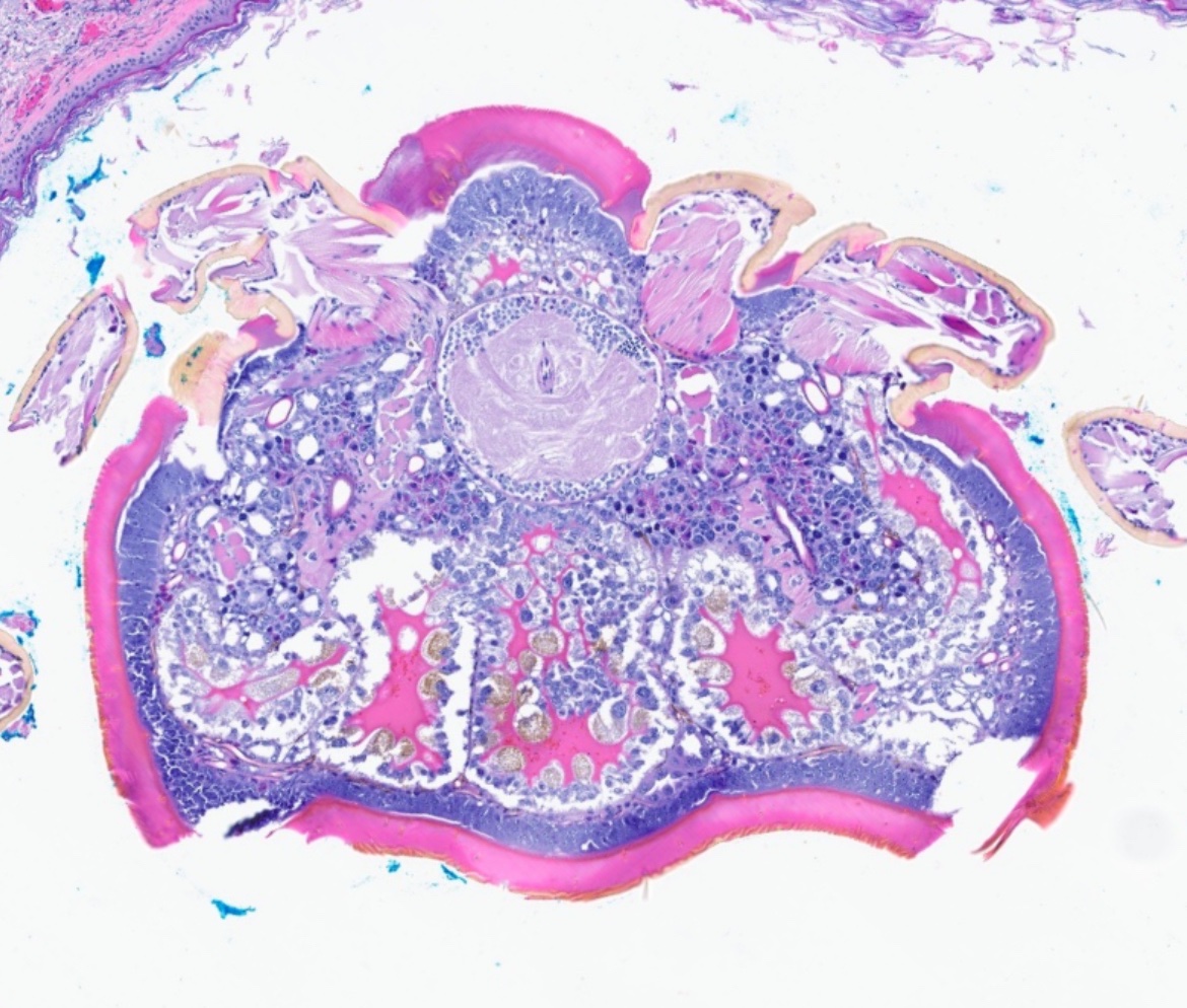 CakePath's tweet image. Alright, we have this cutie 🥰 ! 
I now have a better idea of the potential organ identification from this entomological autopsy. #pathology #pathologists #pathTwitter #dermpath #dermatologia #dermtwitter #entomology