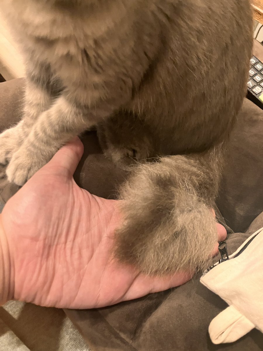 カギ尻尾ってヤツだと思うんで幸せかき集めて来てくれるらしい🔮🐈‍⬛🗝️