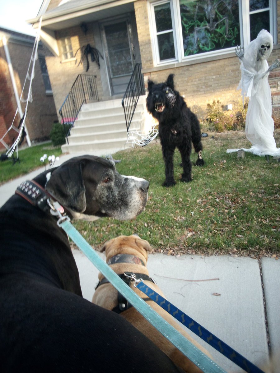 SATURDAY #NCAAF LATE ADD:

IGOR SAYS TAKE TEXAS(-3.5)

Completely forgot to put this one in on the first post, sorry about that guys 

Act Accordingly
🐕🏈🎃