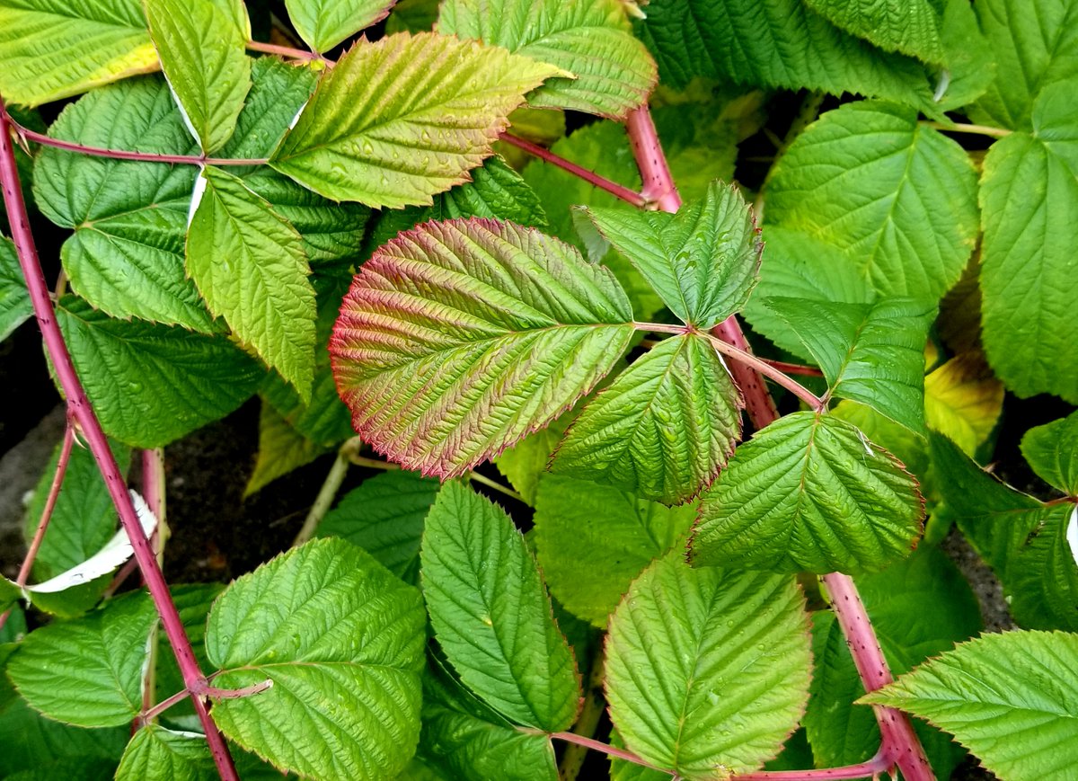 Our raspberries are pretending it's not yet November.