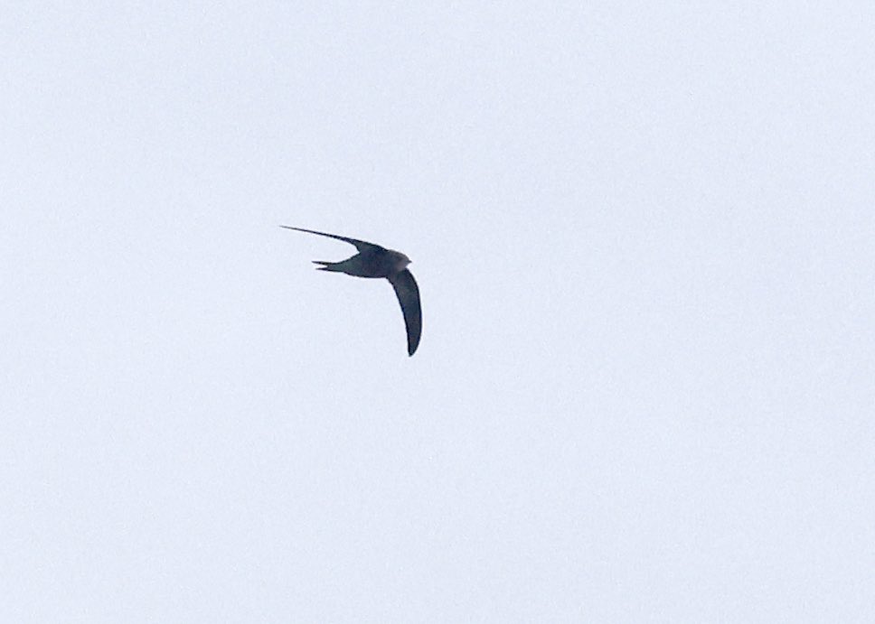 After to presumed Pallid Swifts were seen at the <a href="/SelseyBirder/">Selsey Birder</a> Bill yesterday, this morning we all joked about seeing one today, then at 8AM I scanned behind us and picked this up! 1/3