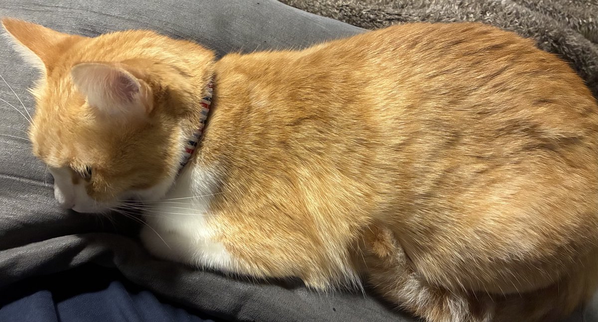 めーちゃん様❣️専用出品です✨️ みーちゃん on X