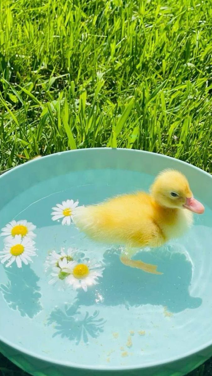 blisswhispers01's tweet photo. Day 3:Still quacking strong 🦆
Each day with @wallchain feels like unlocking a new layer of real creator growth.
Authentic engagement, AI-powered insights,and rewards that actually mean something.
The future isn’t comingit’s already on-chain.
#Wallchain #QuackUp #Web3Creators https://t.co/ShXC6WnNWr