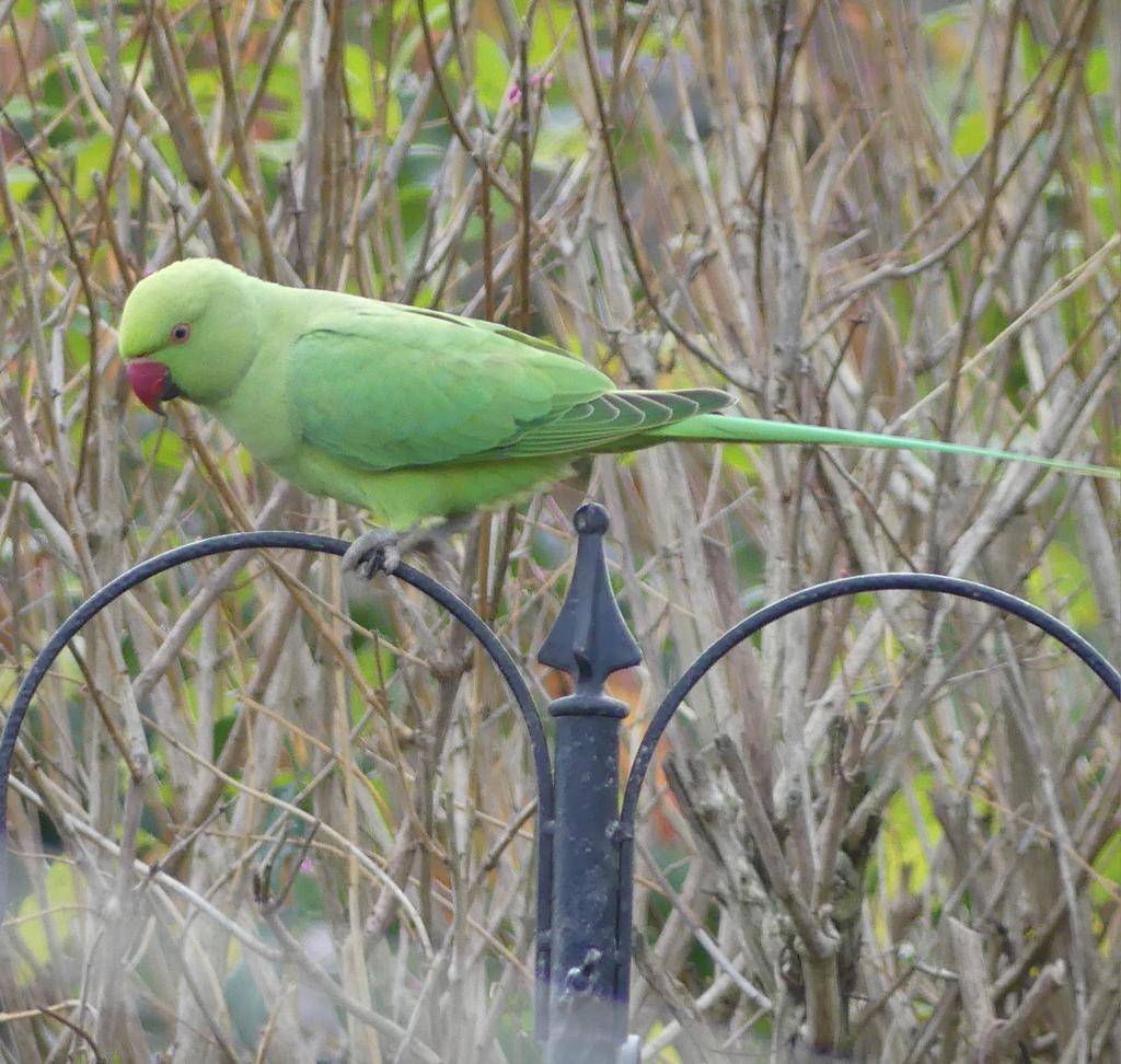 R,N, parakeet in my kidderminster garden