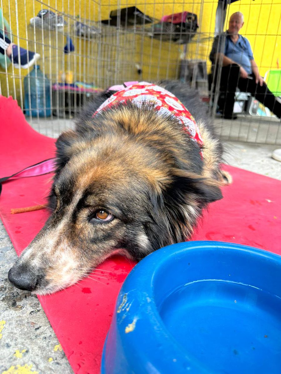 Que tal começar o mês transformando a vida de um animalzinho 🐕 🐈 . Nosso evento de adoção vai até as 16h. Na Z/N de São Paulo, em frente ao Sesc Santana. Vários peludinhos a procura de uma família. Qq coisa chama no whats (11) 97337-2776