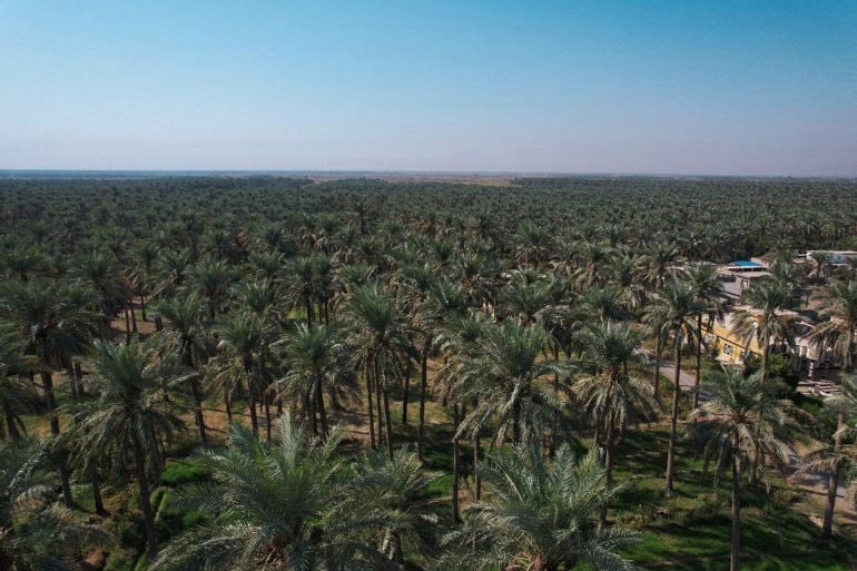 Al7emar's tweet image. معقولة تمور #العراق و التي عرفت بارض السواد من كثرة نخيلها ليست من بينها ؟!