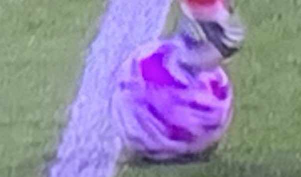 Paddy Power tweet media