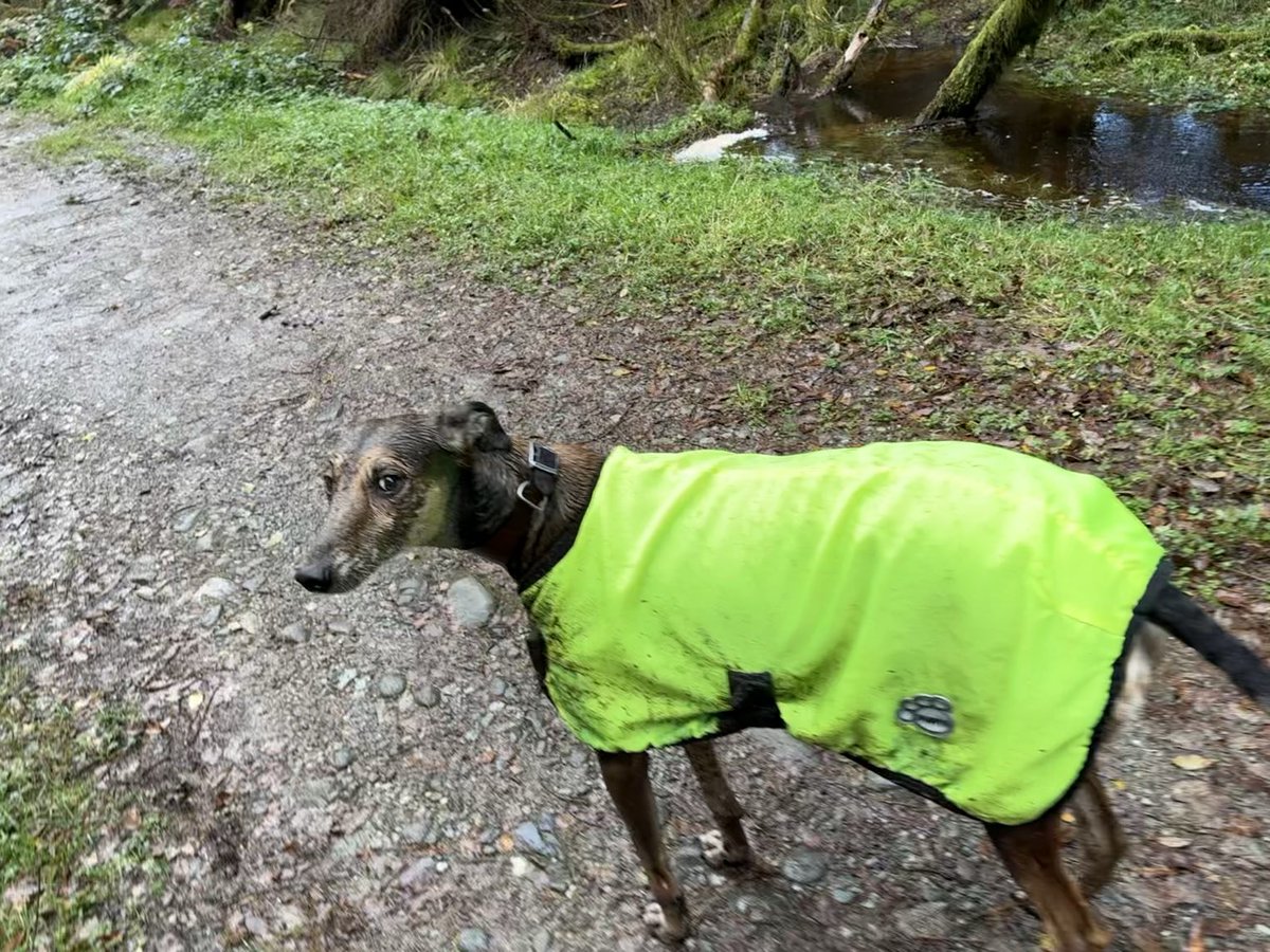 Rudi found the muddiest puddle 🐶🤭