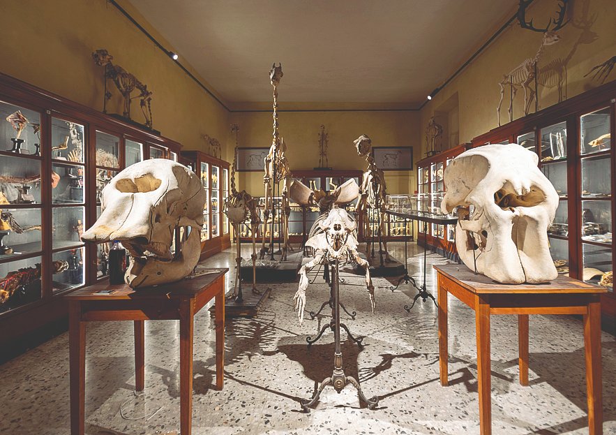 Farfalle, conchiglie, reperti esotici dal ’700 a noi: a Parma il nuovo Museo di Storiografia naturalistica.  Gli articoli e la videovisita di Simona Buscaglia e Alessandro Sala: bit.ly/4ohna3I