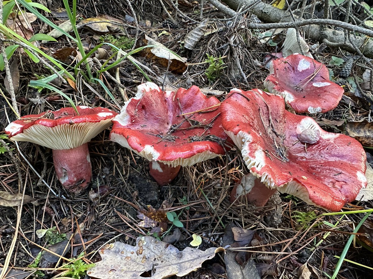 ManelRoura's tweet photo. #fungioftheday #fungi I always find very difficult to identify #Russula family. Correct me if I am wrong TL Russula sanguínea, TR Russula Vinosa, BL Russula Maurei and BR ? https://t.co/8TqOJichhS