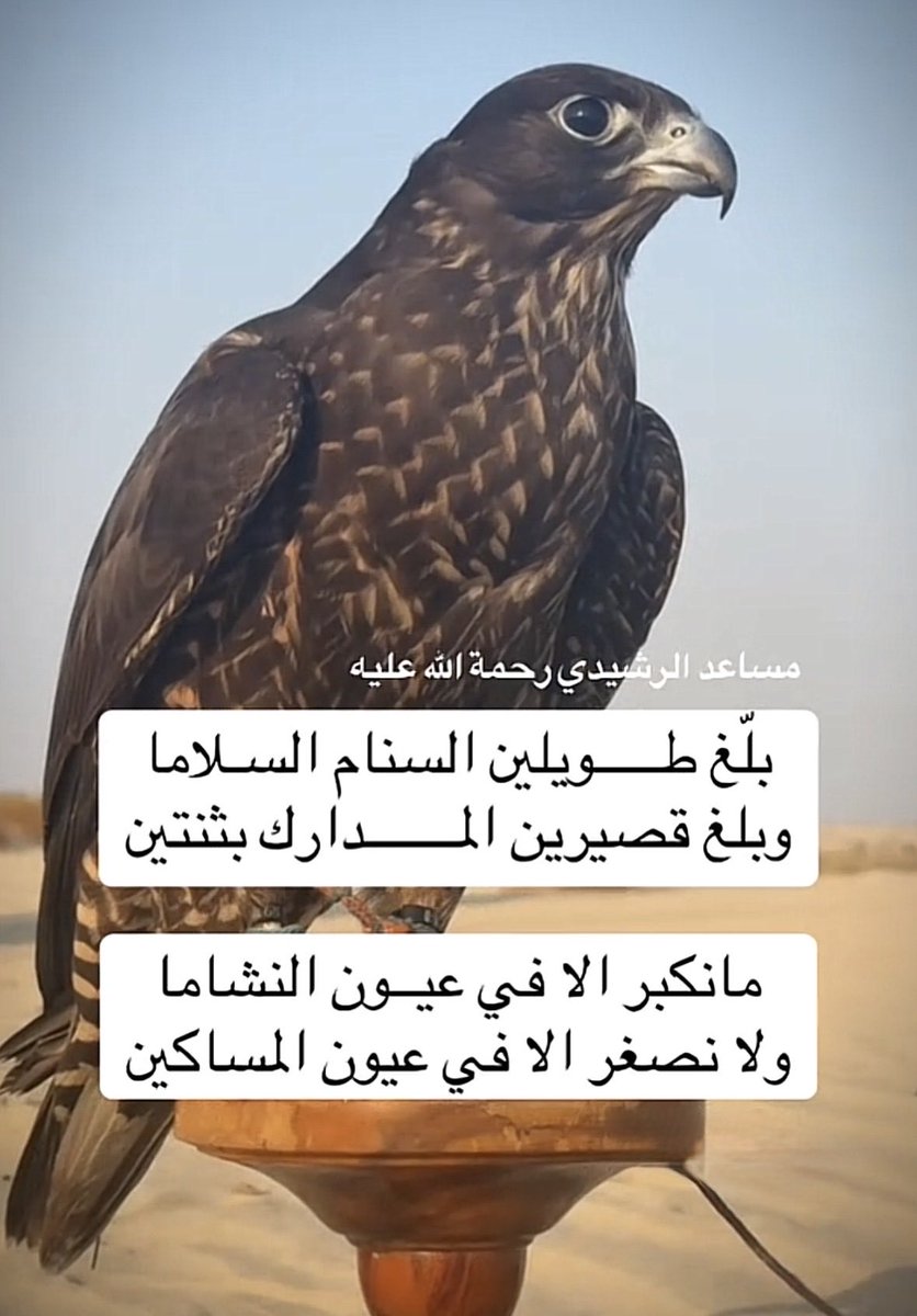 vip خاص نوادرالابل (@vib151515) on Twitter photo 