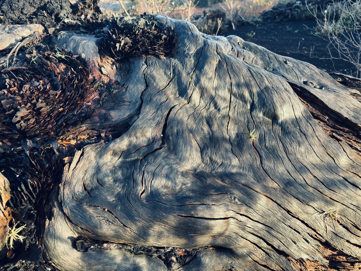 Becca3Artach's tweet image. Dead Wood #bog #peatland