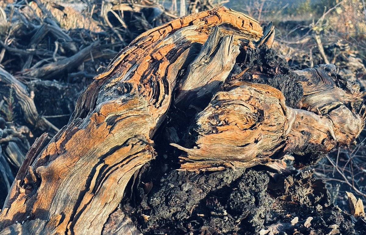 Becca3Artach's tweet image. Dead Wood #bog #peatland