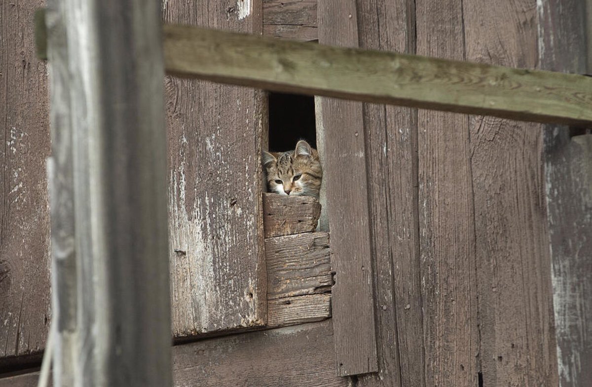 shonna99784's tweet photo. Cat Peering From Barn by Shonna Hawkins https://t.co/BrhxeInUyR
#Cat #Cats #Barn #BarnPlanks #BarnWood #RusticWood #Rustic #BarnCat #ShonnaHawkinsPhotography #WallArt #WallDecor #HomeDecor #ToteBags #Canvas #Metal #AcrylicArt #GiftIdeas #BuyIntoArt #Prints #AYearForArt https://t.co/RACA39XE14