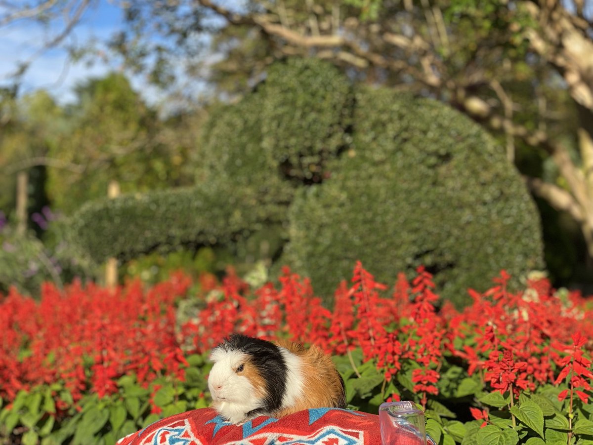 roku_bee_'s tweet photo. パパとママとむぎとボクで、清水公園の花ファンタジアへ行ってきたよ！たくさんお花があって綺麗だったよ！しろいおヒゲのサンタのおじさん居たから、おやつがたくさん貰えるようにお願いしてきたよ🎶ろく

#清水公園 #花ファンタジア #いぬ #いぬすたぐらむ #犬 #dog #親バカ #おやばか #犬バカ https://t.co/OHcHHy9ZxF
