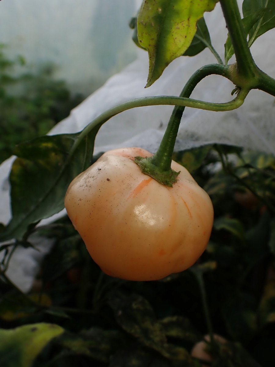 Chris Fowler tweet media