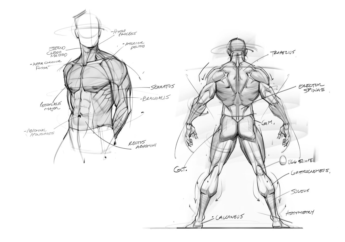 saqomolo's tweet image. Figure and anatomy sketches of the male torso and back muscles! #muscles #anatomy #humananatomy #goals #drawing #arttips #gesturedrawing #lineart #figuredrawing #maletorso #jacked #muscular