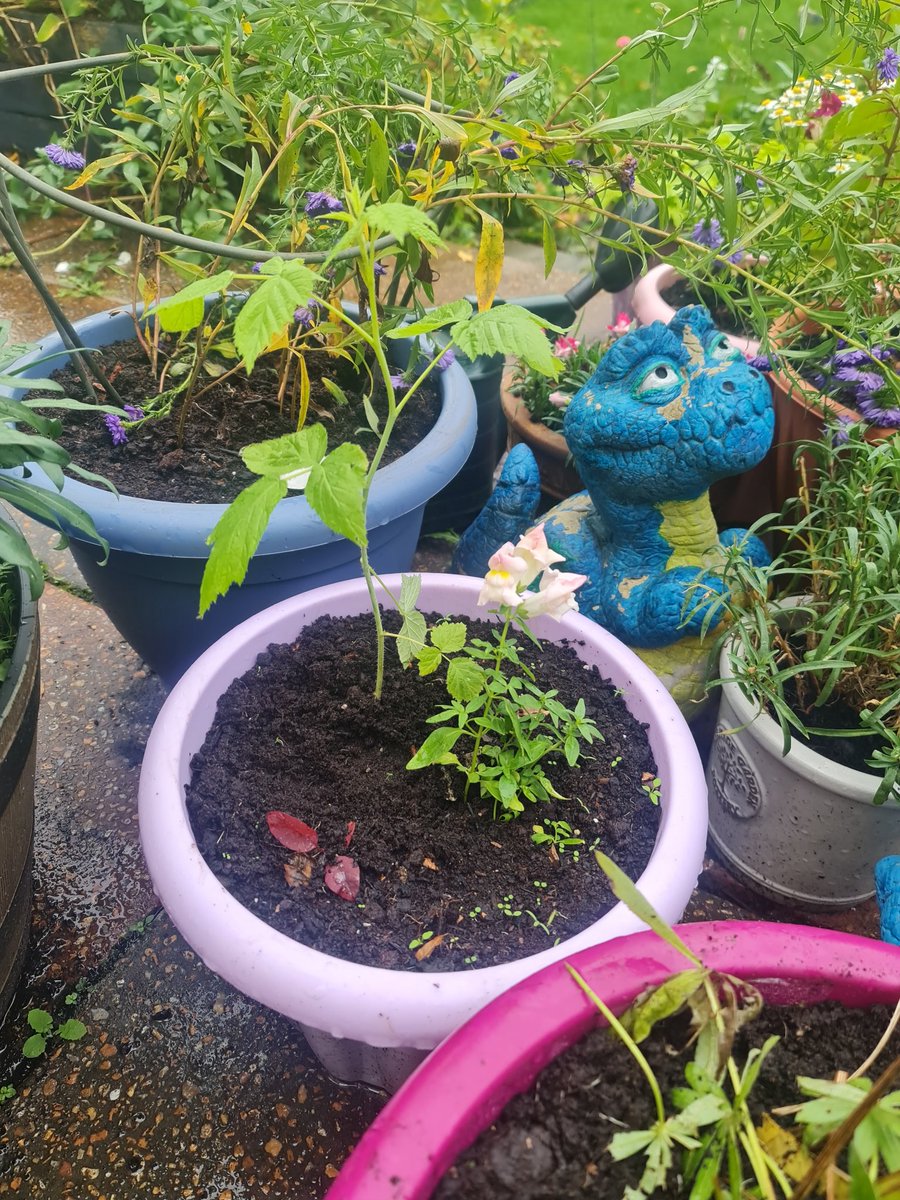EmmaJanesLife's tweet image. Been out in the garden this afternoon &amp;amp; have managed to dig up &amp;amp; pot
a purple #lupin
a clump of my #alstromeira
a #raspberry
a #SmokeBush seedling
and a lovely #chrysanthemum I grew from seed 🥰