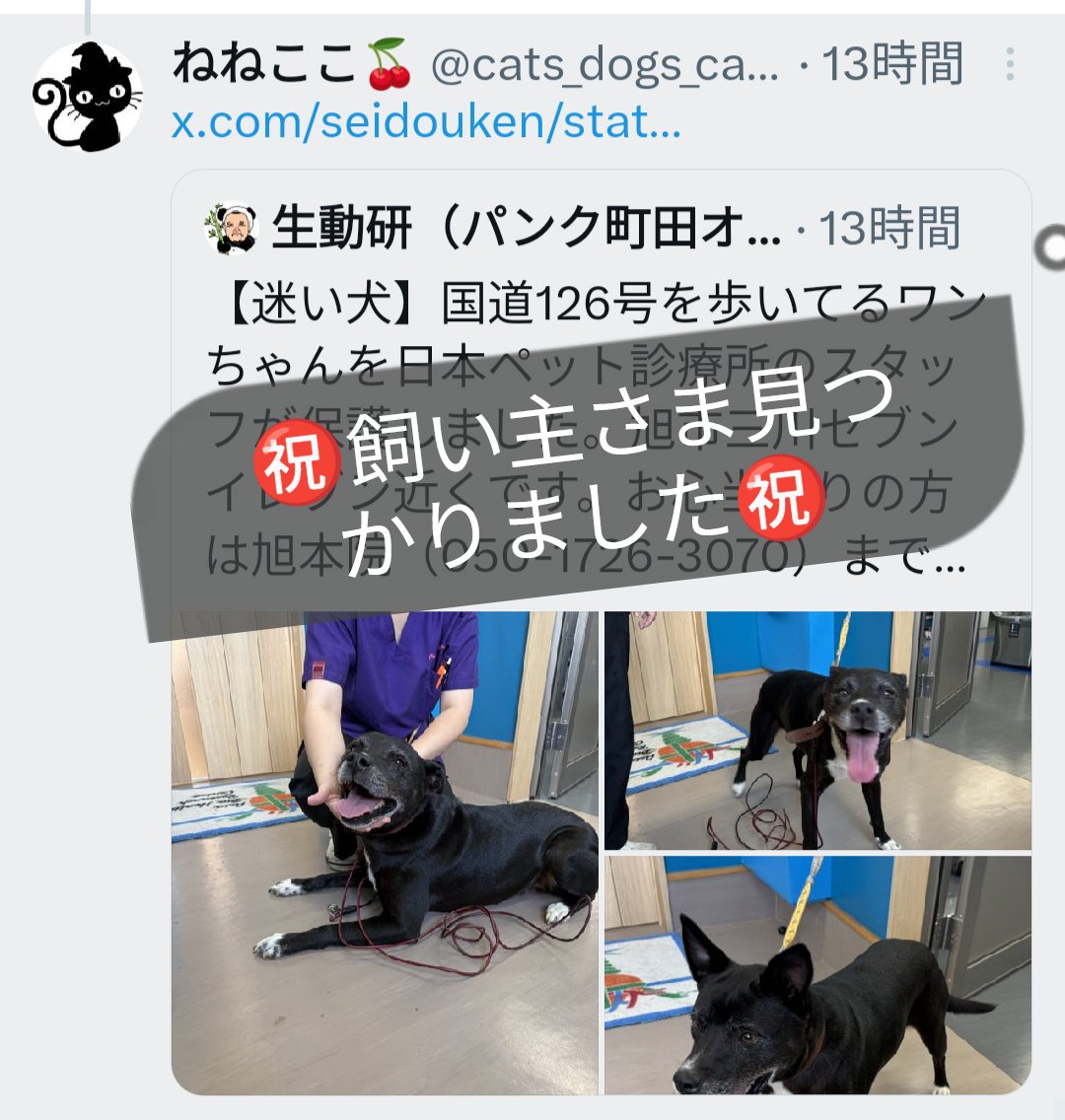 確認ページ♡にゃんことわんこ ねねここ🍒 on X