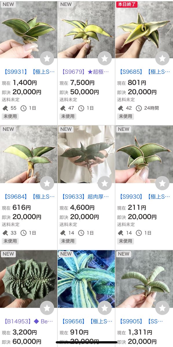 世田谷プランツマーケット on X