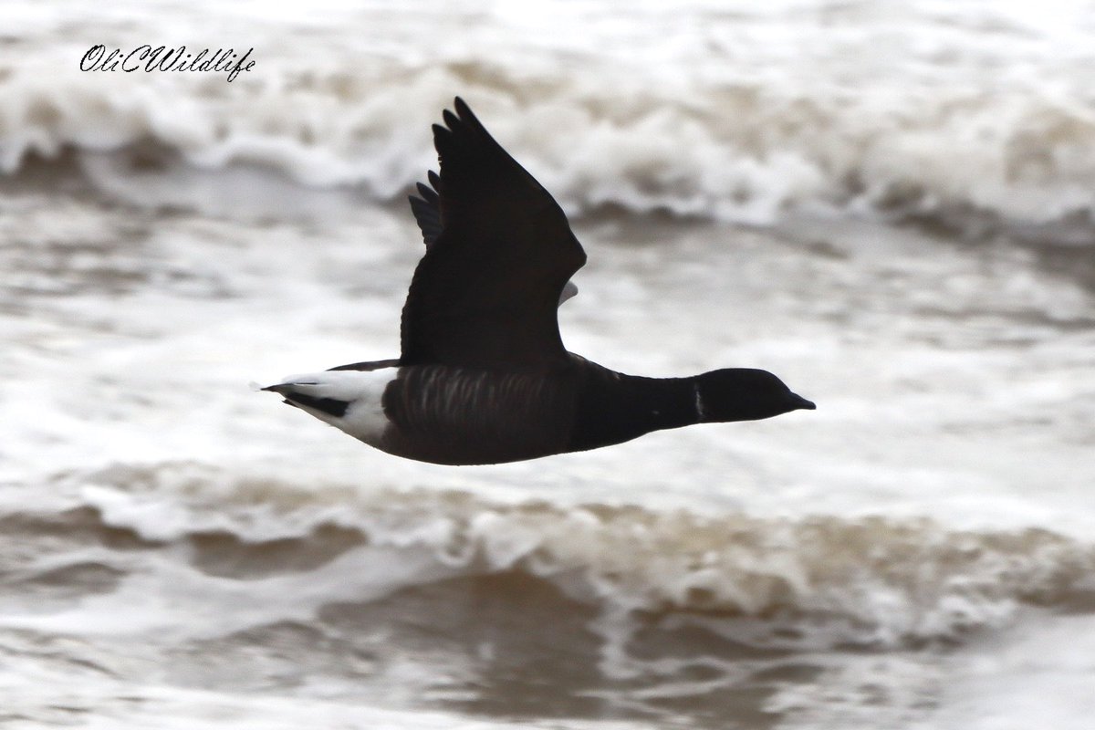 Spent a couple of mornings at The Naze over the last few days! No sign of Little Auks but did manage Pallas’s Warbler, Yellow-browed Warbler (heard), Firecrest, Arctic Terns, RTDivers, Common Scoters, Gannet, and plenty of common shorebirds. <a href="/EssexBirdNews/">EBwS Bird News</a> #Birding