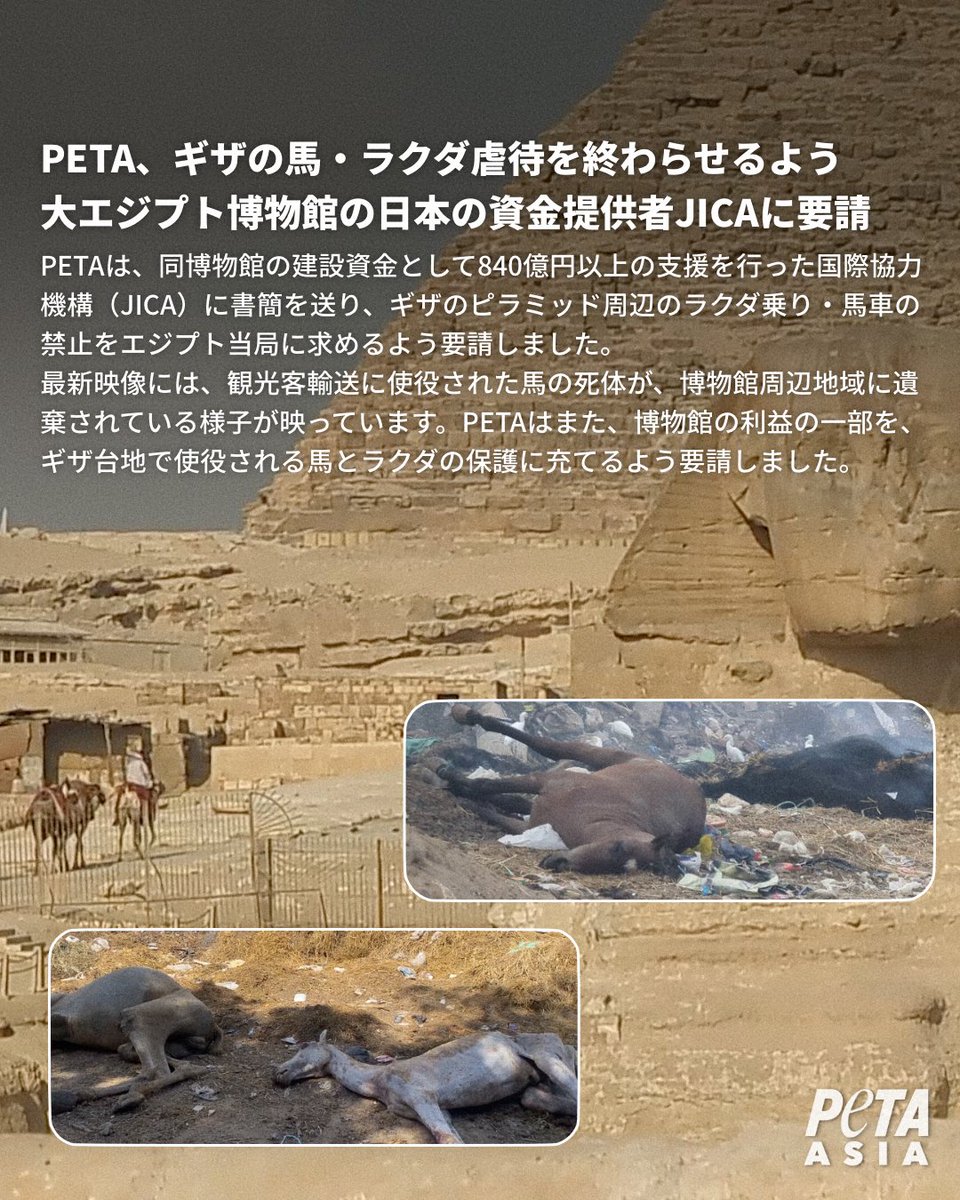 来夢 (@k2kBcTiP82T4D13) / Posts / X