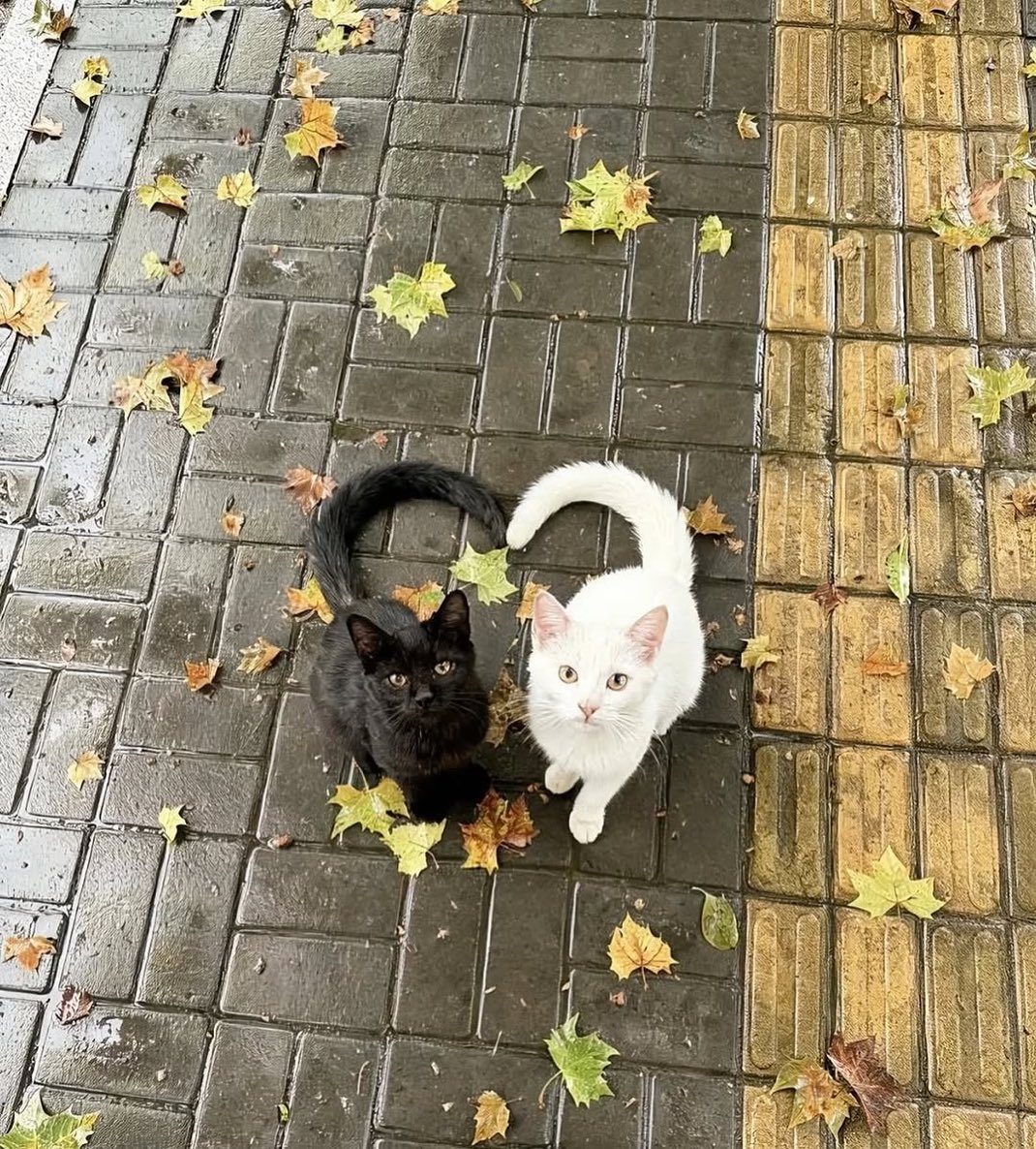 เหมือนเสี่ยวอวี๋กับถิงถิง