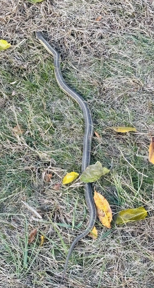 bilgema's tweet photo. Recent sights @ #thesagamoreclub ⛳️ #fallgolf
Thanks AK for creating a number of 👻 tees #spooky☠️ to mix it 🆙 #Halloween2025
Spotted a garter🐍 (cold-tolerant) as well. #wildlife https://t.co/iSr3GlfbHr