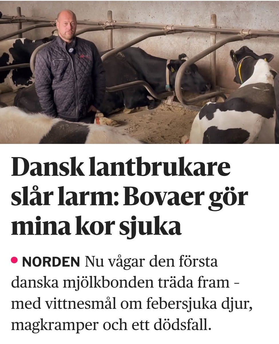 Den här skiten som klimatsekten har prackat på bönderna förgiftar både kor och oss själva, köp inte mjölk som kommer från boaver kor