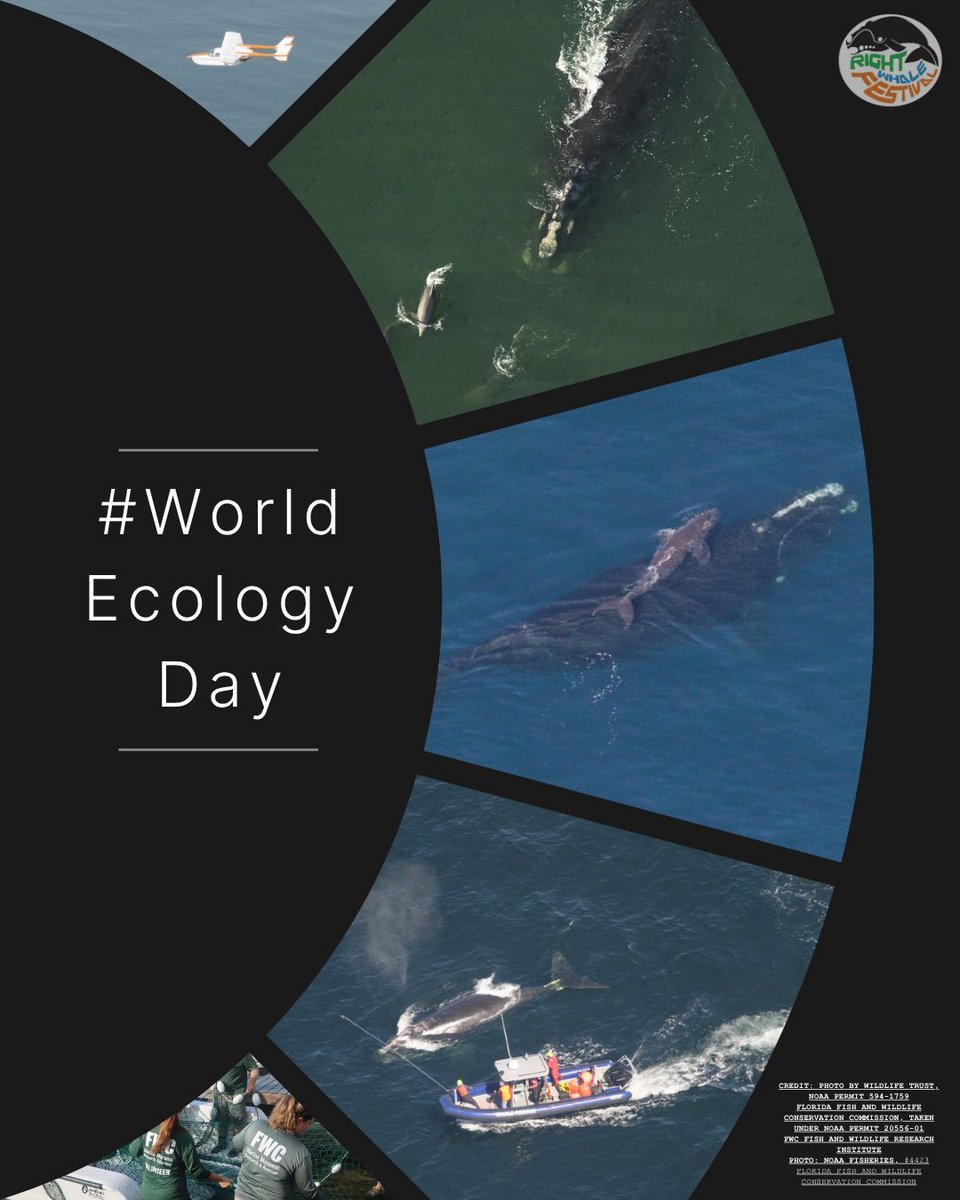 Right Whale Festival tweet media