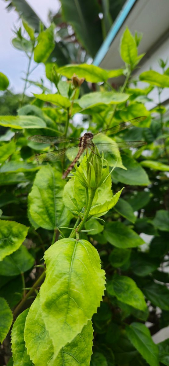 Susan's Niche tweet media