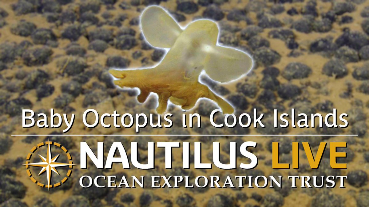 EVNautilus's tweet image. During NA176, we came across this mini #octopus while diving with #ROVLittleHercules over 5,100 meters deep. While we initially guessed it was a dumbo octopus, we now believe it to be a baby #cirrateoctopus from the #Cirrothauma genus. Watch the video: youtu.be/ZPIsnrULEhQ