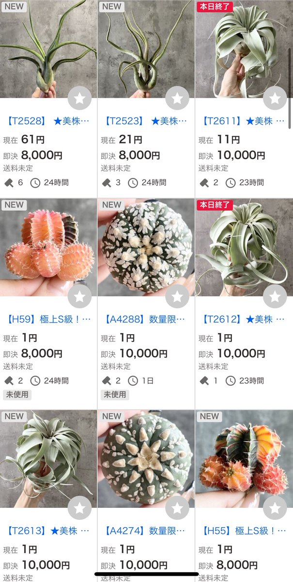 世田谷プランツマーケット on X