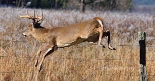 agemydeer's tweet image. Unpopular opinion: Hunters who don&apos;t age deer before shooting aren&apos;t serious about management. Prove me wrong. Or prove me right: agemydeer.com #UnpopularOpinion #HuntingEthics #DeerManagement #BuckAge #ResponsibleHunting