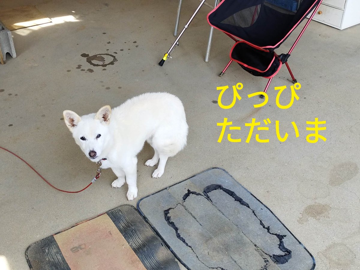 ぴっぴページ ぴっぴ901 on X