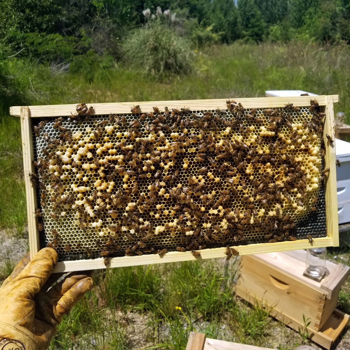 FoxhoundBeeCo's tweet image. Quiz time! 🐝What do you call this brood frame?

#foxhoundbeeco #beekeepingtips #beekeeping