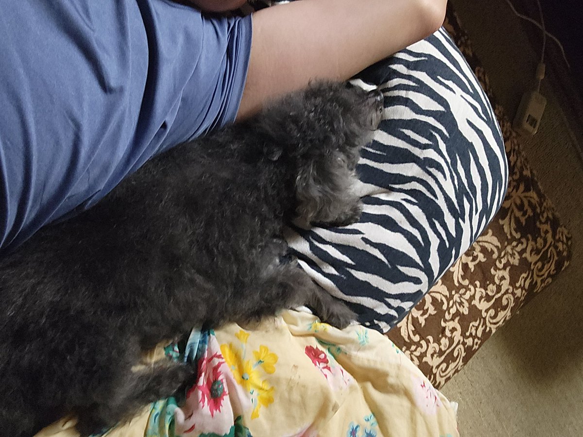 おやすみなさい！(笑)🐶