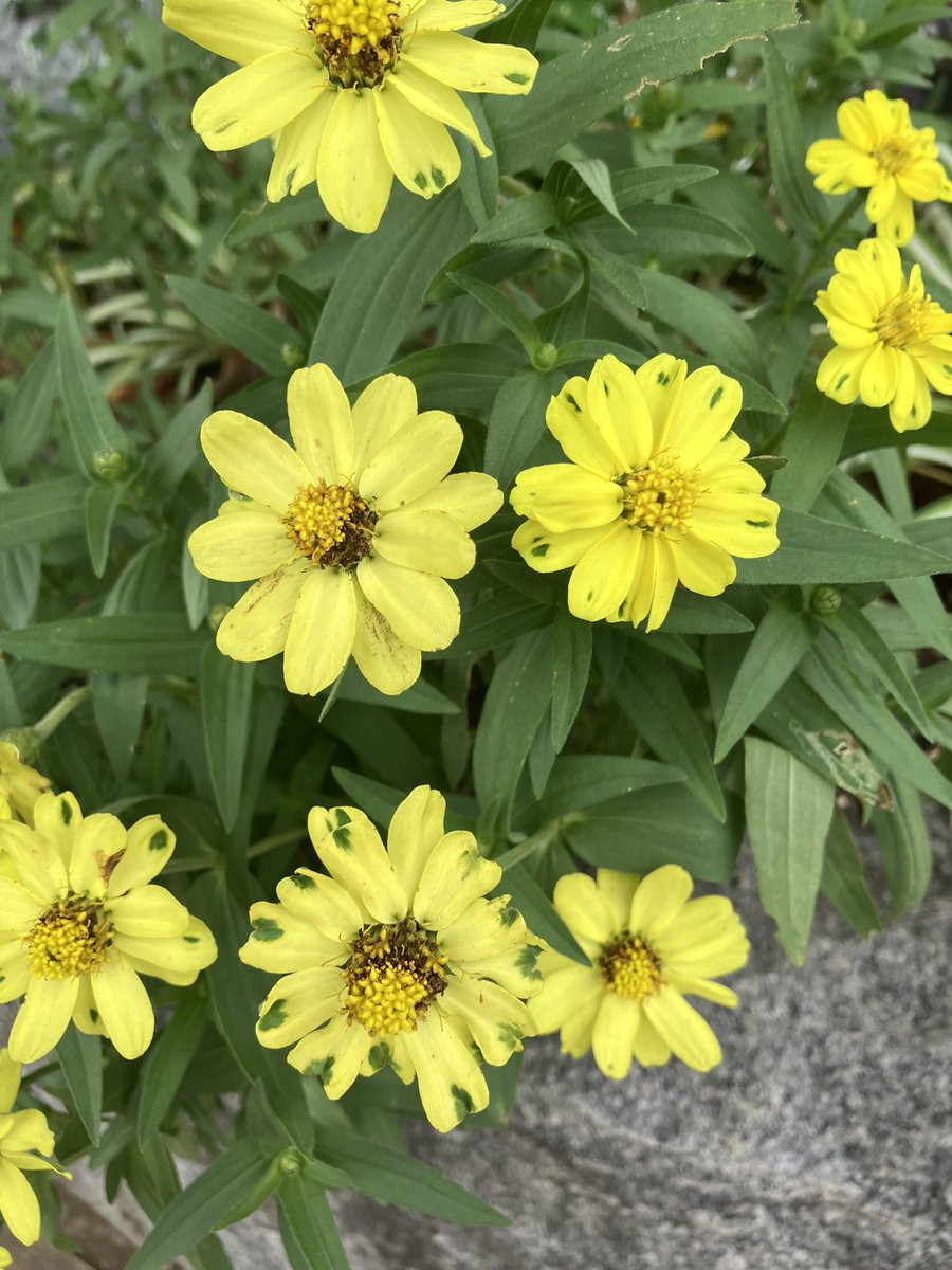 #東京
#ラーメン
拝島の凛々☺️頻繁に実施されてる限定メニュー⭐️なかなかタイミング が合わず未食だったんだけど、遂に出逢えたぜ🍜✨神戸の某ステーキ屋さんのコースで出てくるスープに近い味で激旨なんだけど何故コレを有色ながら透明に作れるんだぜ🫢？花カワイイ🌼💖🥰